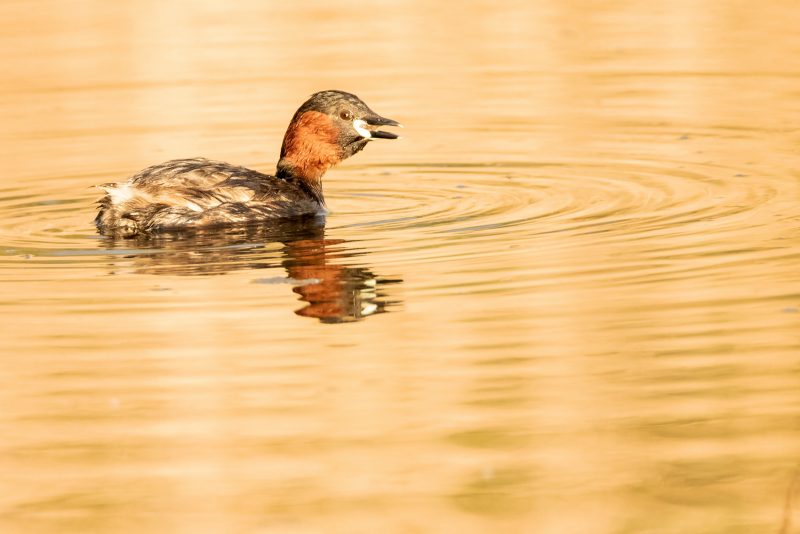 Grèbe castagneux avalant une écrevisse
